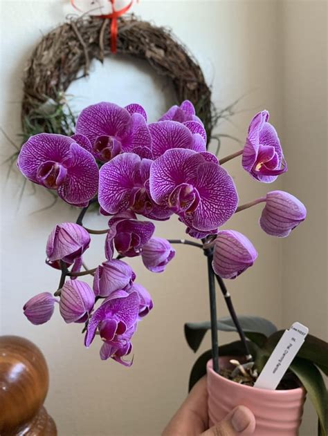 lowe's orchids for sale.